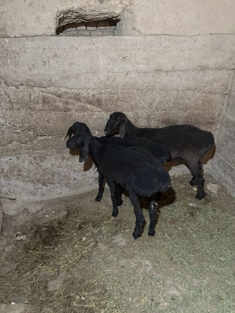 Qoy va qochqor sotiladi