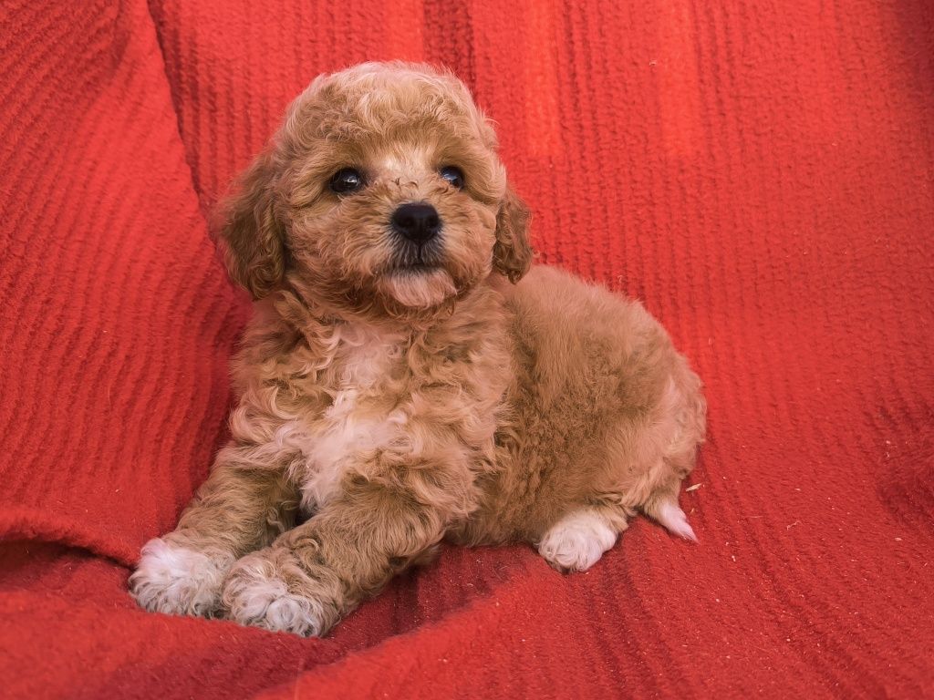 Vand fetita Maltipoo mini