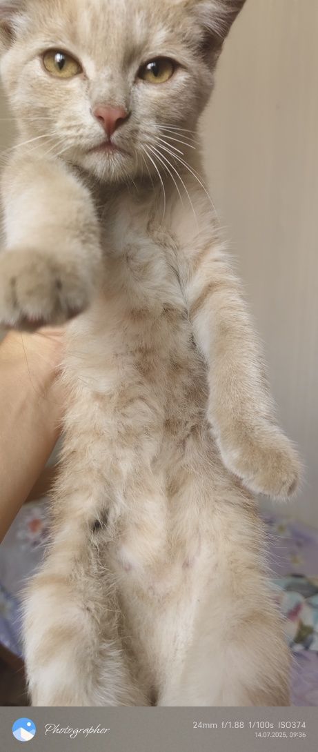 Рыжик котенок возраст 3мес