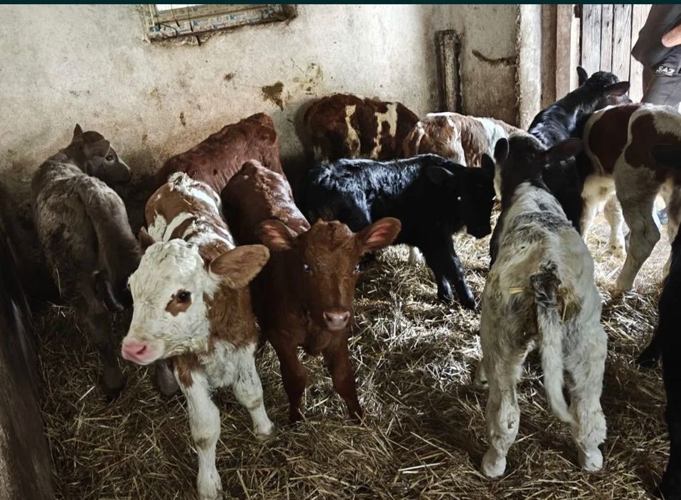 Aduc viței pe comandă în toată România