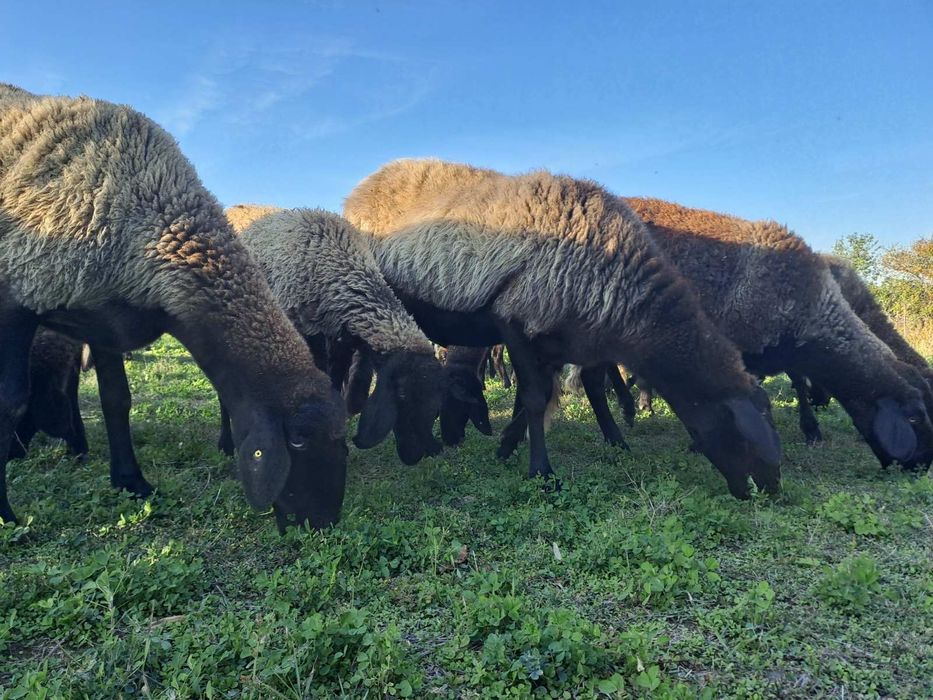 Продавам черноглави овце