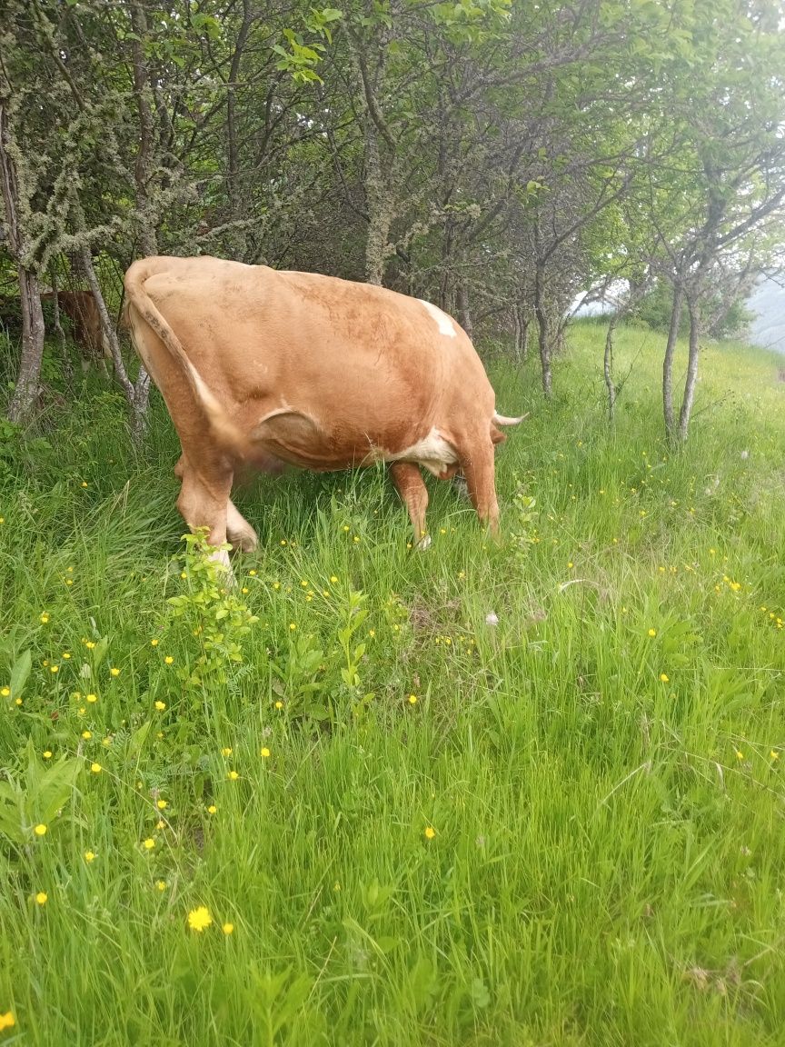 Vacă de vânzare gestantă in luna A9 a