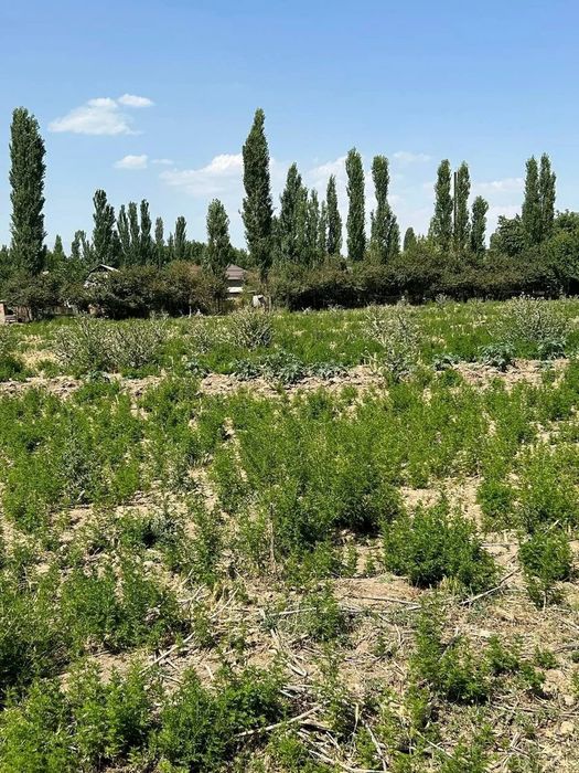 Срочно Горит Продается Земля Газалкент