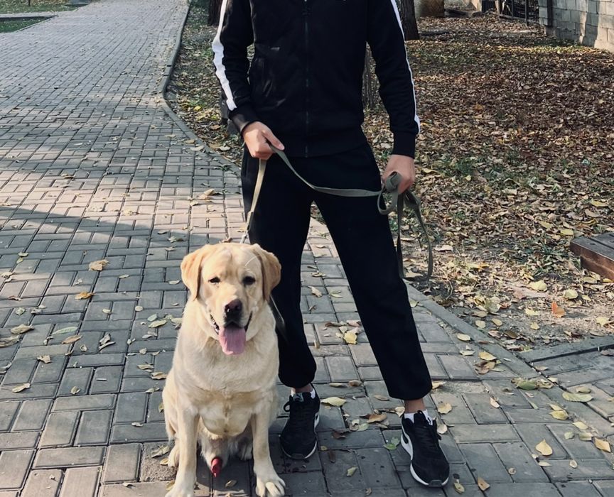 Лабрадор для вязки