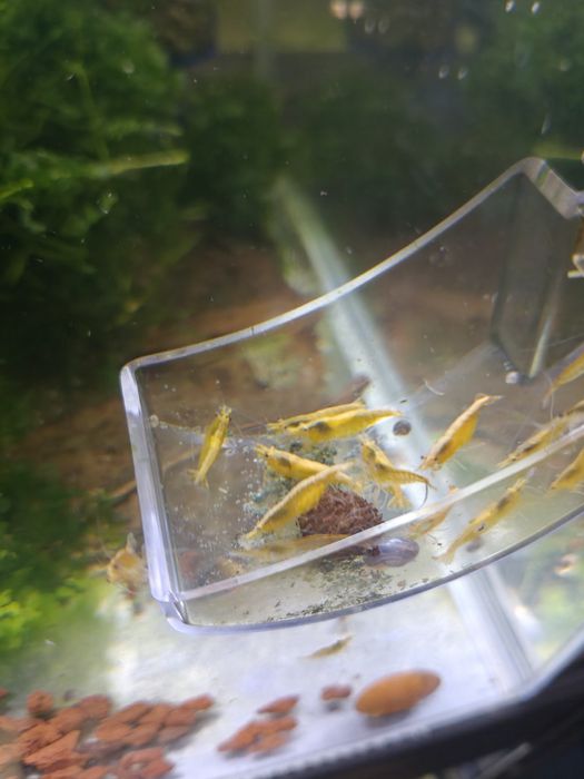 Creveti neocaridina red/yellow/blue