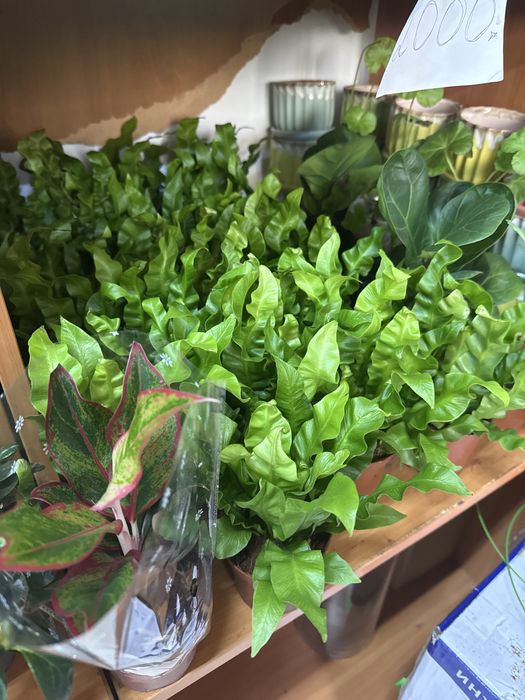 Комнатные растения по самым низким ценам