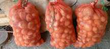 Продам картофель домашний.жёлтый