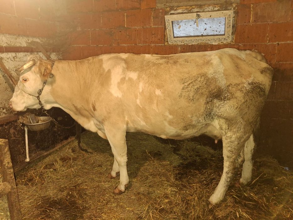 Vacă tânără de vanzare!