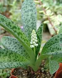 Удивительное Комнатное растение с веснушками - Дримиопсис Пятнистый !