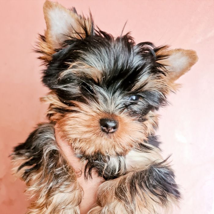 Продам щенков йоркширского терьера.