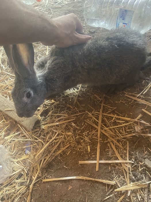 Мъжки зайци по на 6 месеца