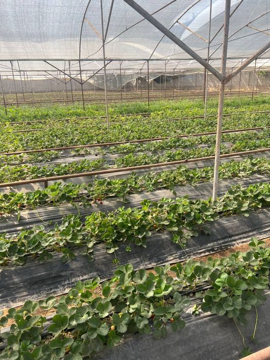 Notutar yer joyi 25 sotix