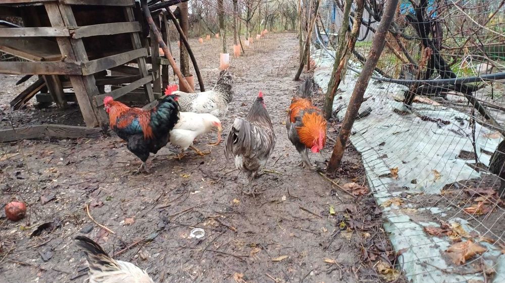 cocosi austrolop si marans