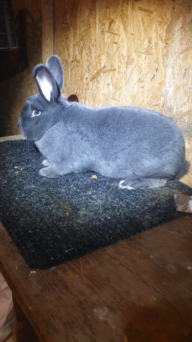 Femelă de Vienez Albastru