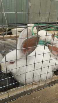 Продам кроликов 2000 тгпорода колифорния