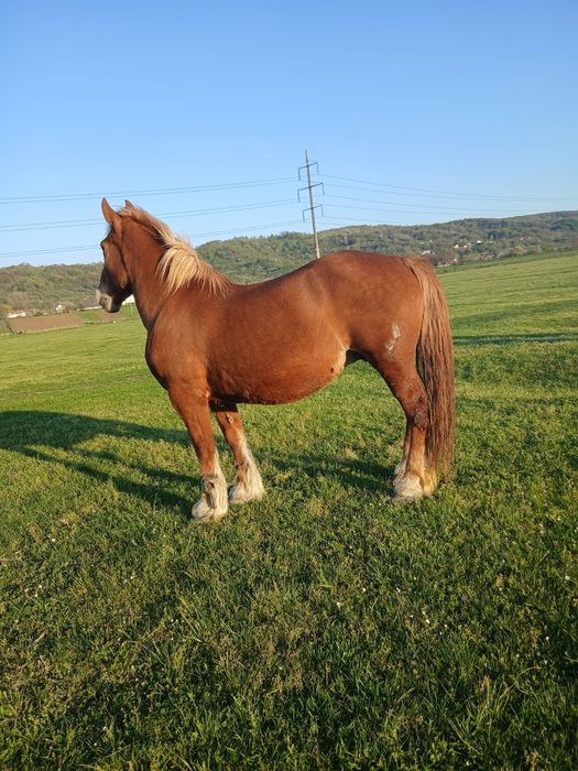 Vând iapă semi grea.
