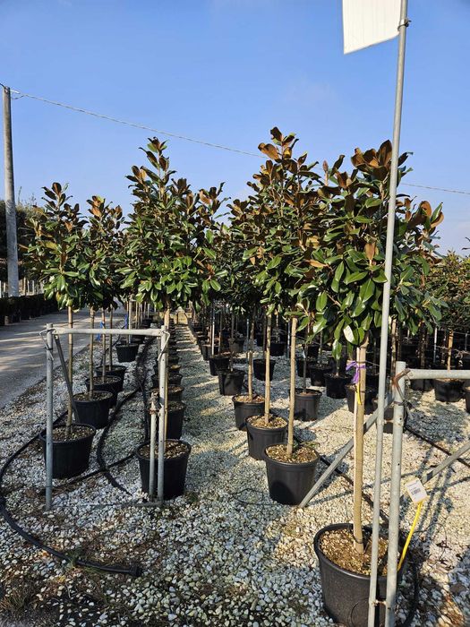 Plante ornamentale ce aduc frumusețe naturală curții