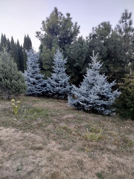 Продам голубые ели сортовые