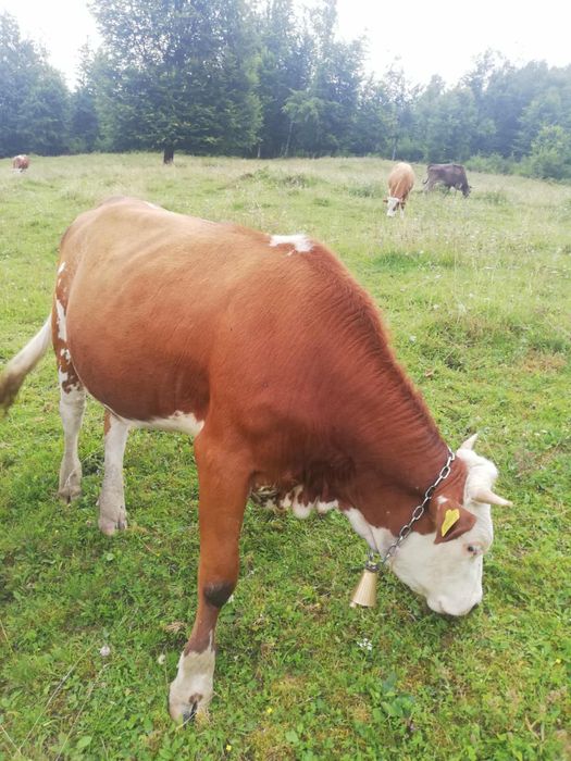 Vand vaca baltata romaneasca la prima fatare