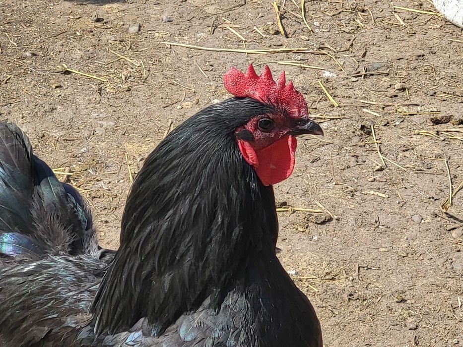 Gaini si cocosi australorp negru, albastru si splash