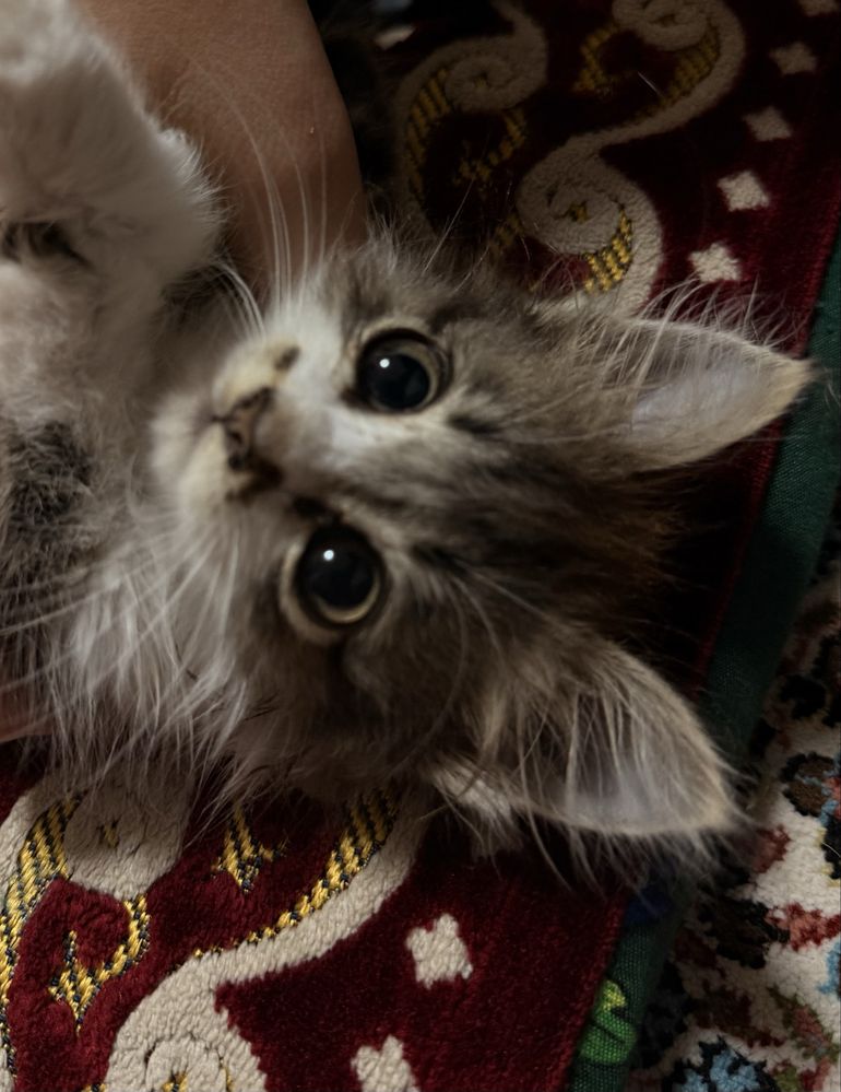 Продается котёнок