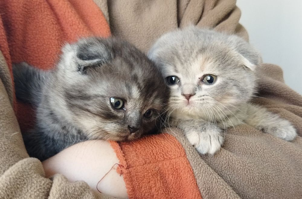 Шотландский котёнок Фолд