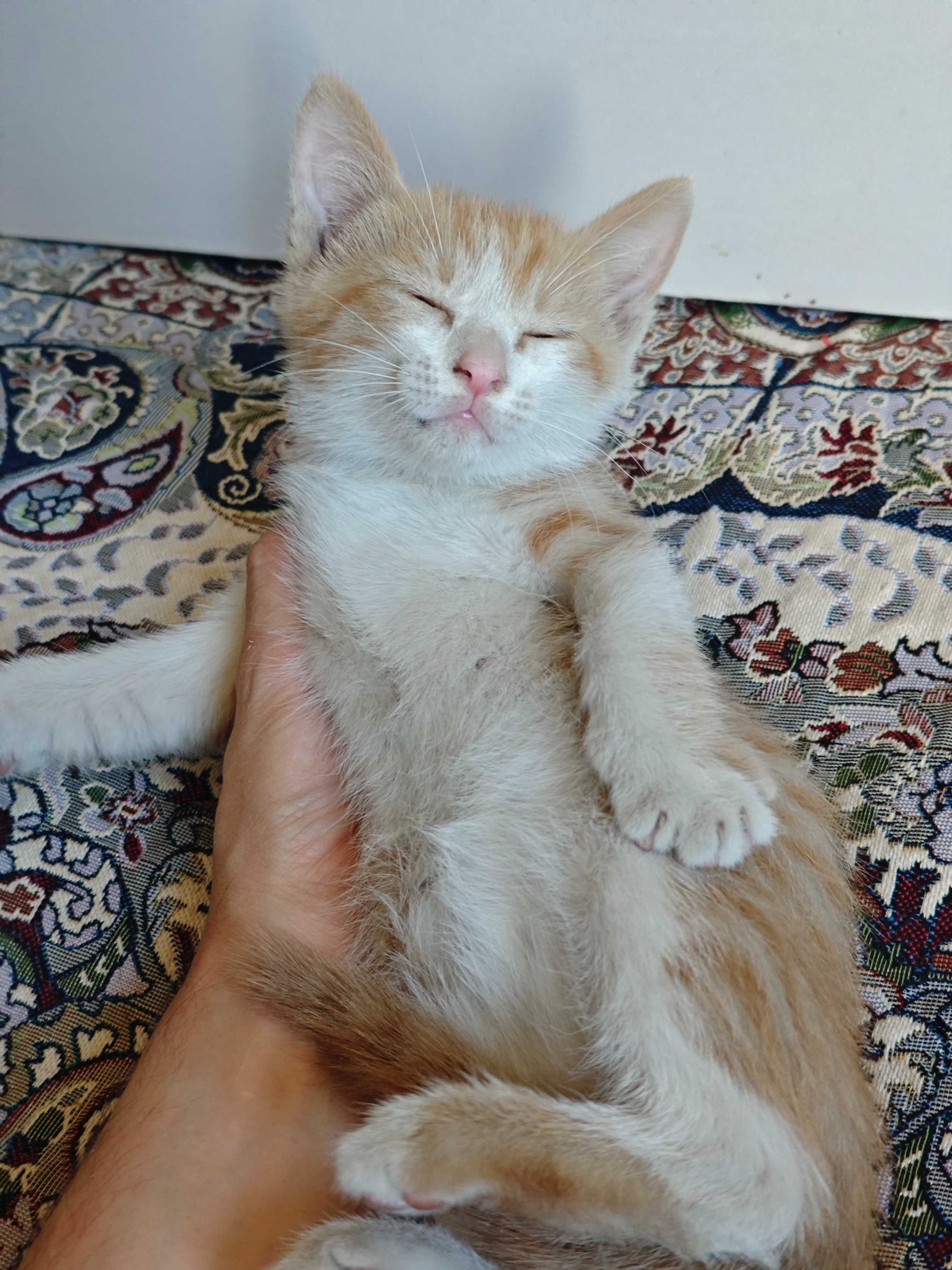 Рыжего и озорного котёнка добрым хозяевам!