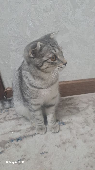 Продаю очаровательную шотландскую кошечку (7 месяцев)
Очень ласк