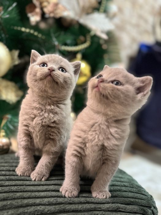 Британски котета (лилави)