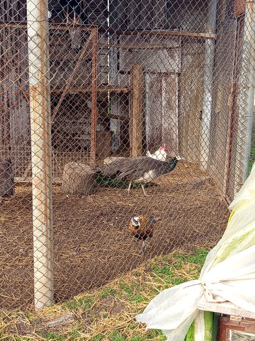 Холандска гащата,фазани,пауни,якалии  и мандаринки
Фазани чарвено-злат