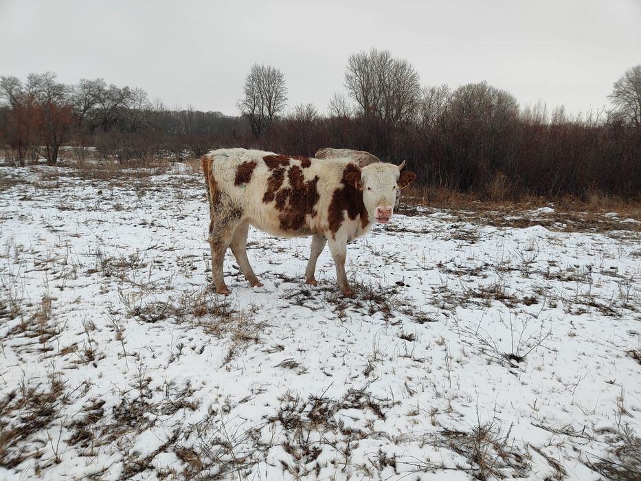 Продам тёлок полтарашек