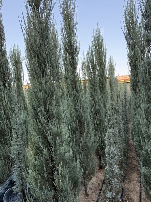 Skayroket majevelnik