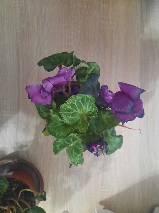 Цикломены фиолетовый, розовый