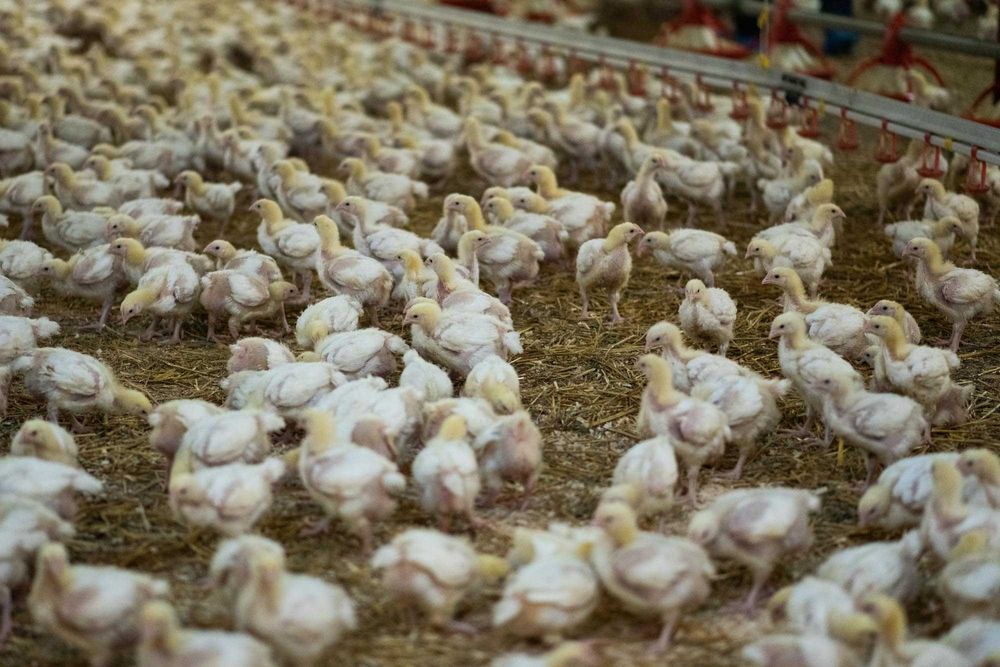 ДО 27.11.25 Пилета Бройлери на ЖИВО от ферма в с. Кесарево