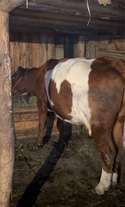 vaca de 6 ani de vanzare