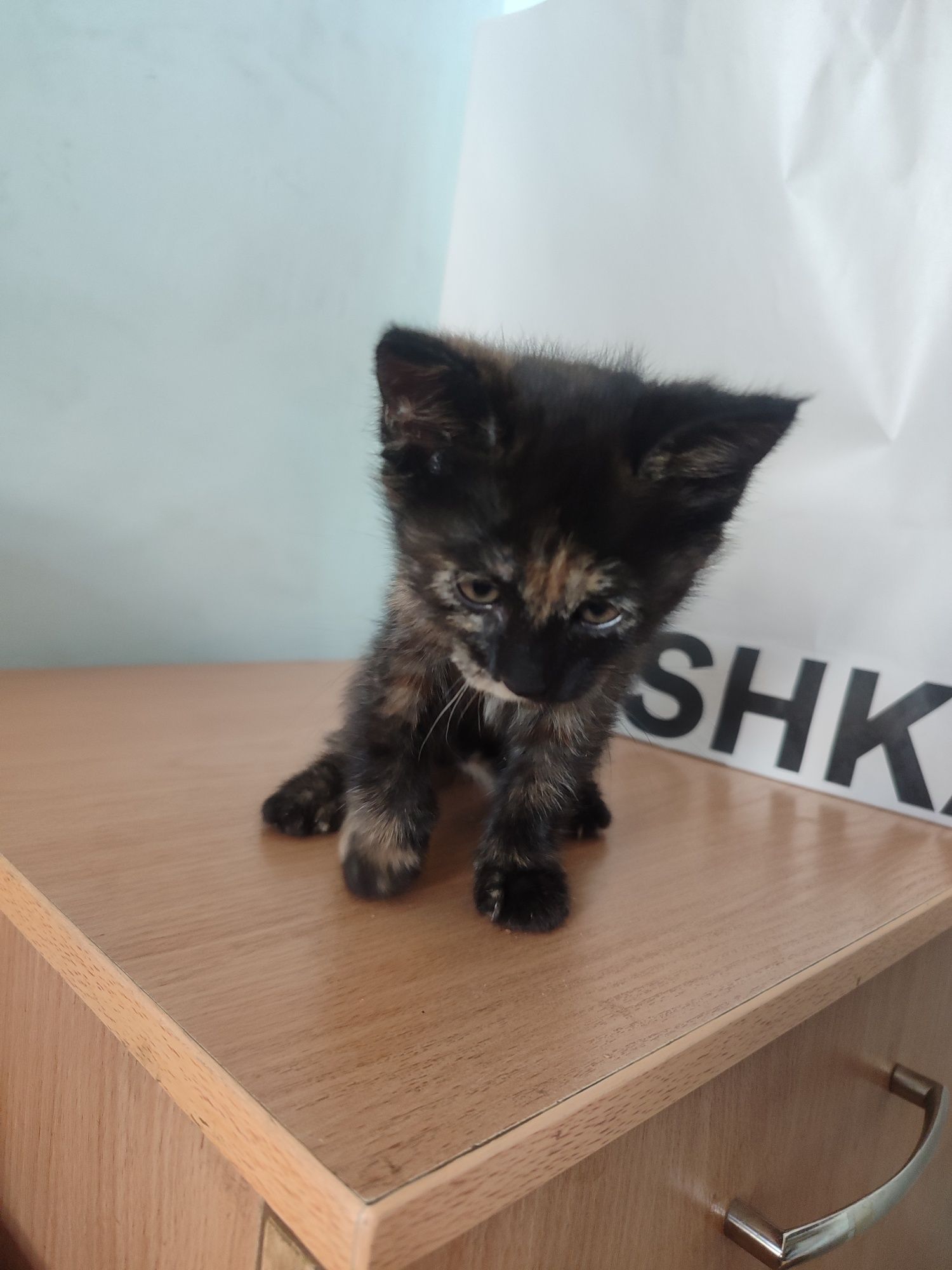 Котята в хорошие руки, Яшнабадский район