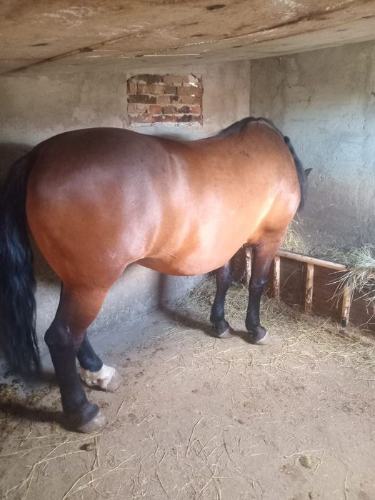 De vânzare iapa și mânză