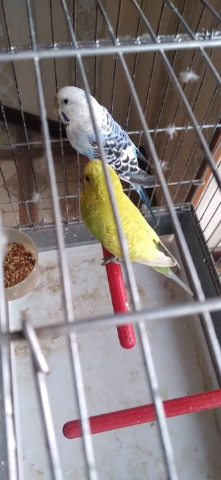 Valnistiy papugay 1 taşı mazayka 2 maladoy qafasi bilan