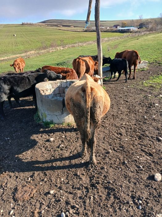Vaca de vanzare.