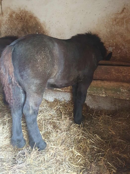 Vand o manza si un manz