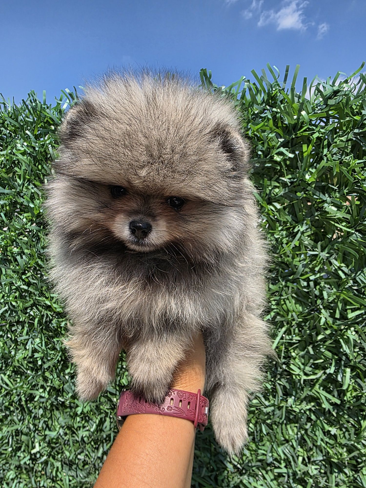 Померан мини /Mini pomeranian/ момичета