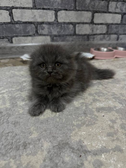 Британский котёнок мальчик