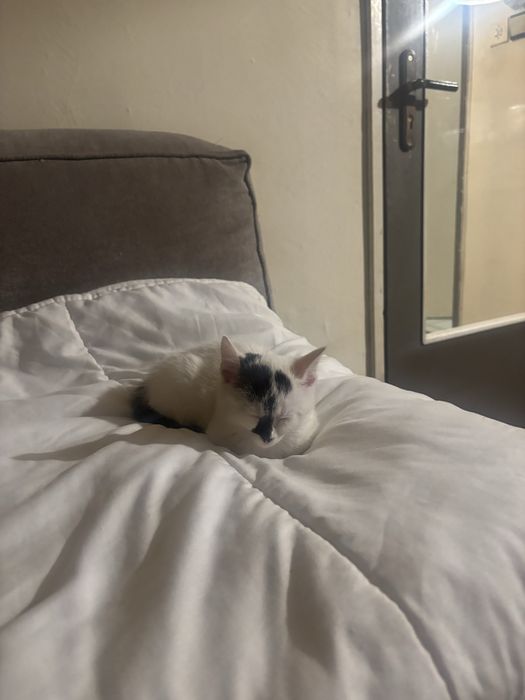 Джой търси семейство