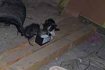 Donez 2 pui de pisica abandonati - urgent
