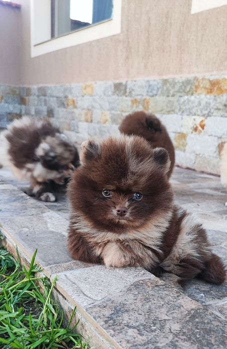 Шоколадови бебета померан Chocolate baby pomeran