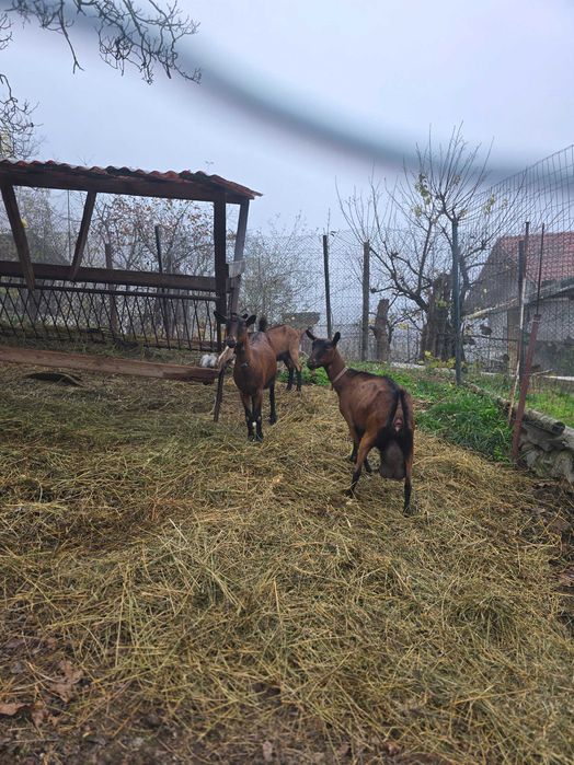 De vanzare iadă alpină franceza rasă pură!
