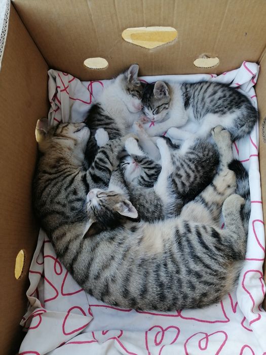 Котенца на 2 месеца