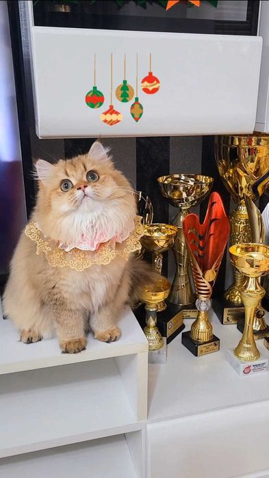 British longhair fetita adorabila  Chocolate Golden pedigree