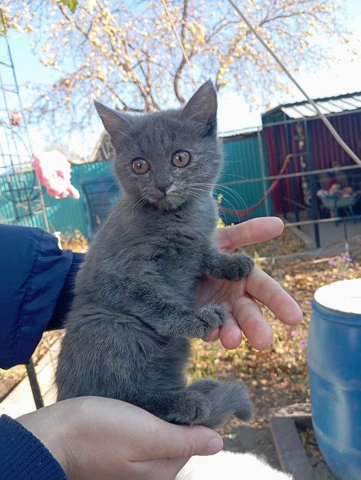 Отдам котёнка девочка
