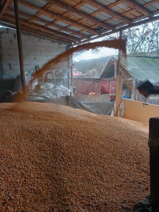 Vand Porumb boabe și grâu